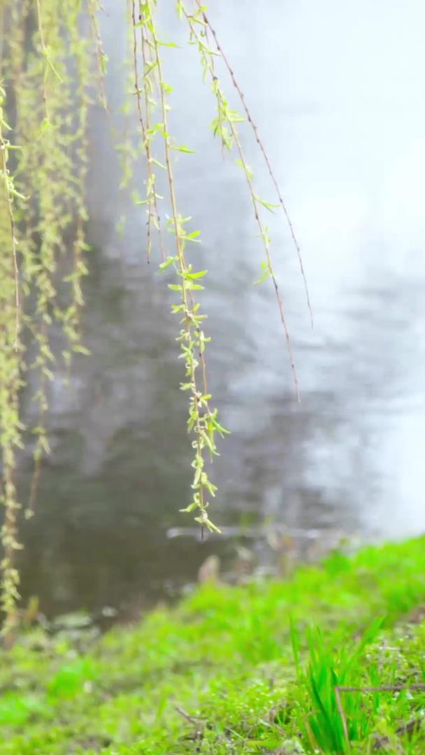 初夏溪流河边小树垂柳视频的预览图