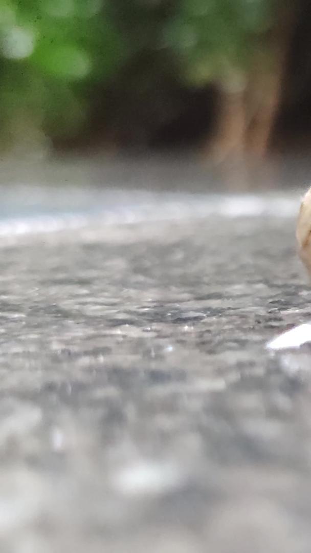 小距离拍摄蜗牛爬行视频的预览图