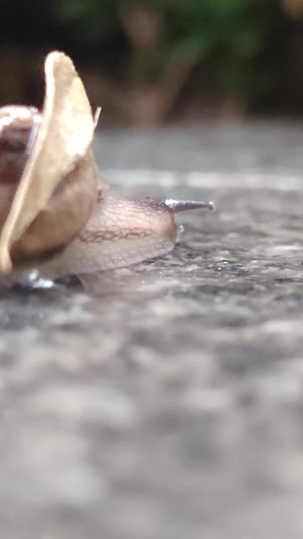 小距离拍摄蜗牛爬行视频的预览图