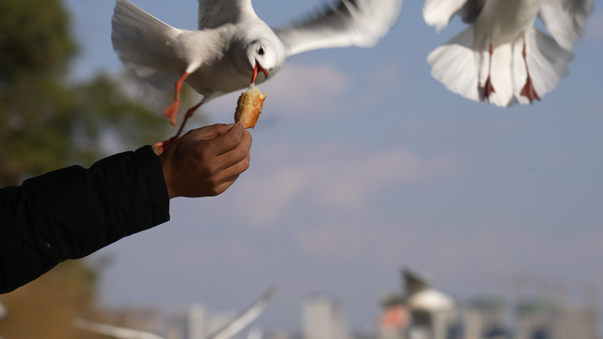 慢镜头升格拍摄4k素材云南昆明滇池游客喂食红嘴鸥视频的预览图