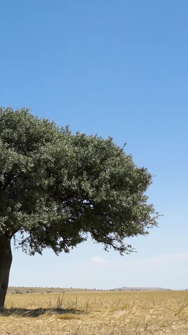 橄榄树在风中延时视频的预览图