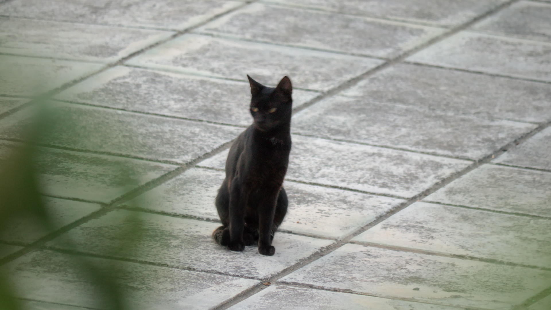街头黑流浪猫视频的预览图