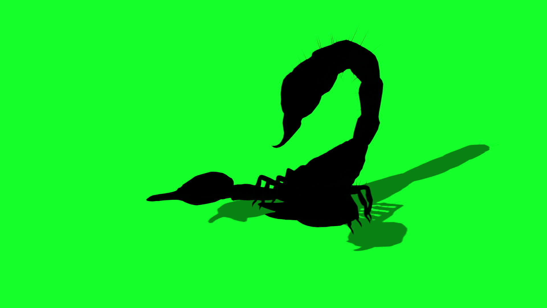 森林蝎子以侵略性的姿势休眠视频的预览图
