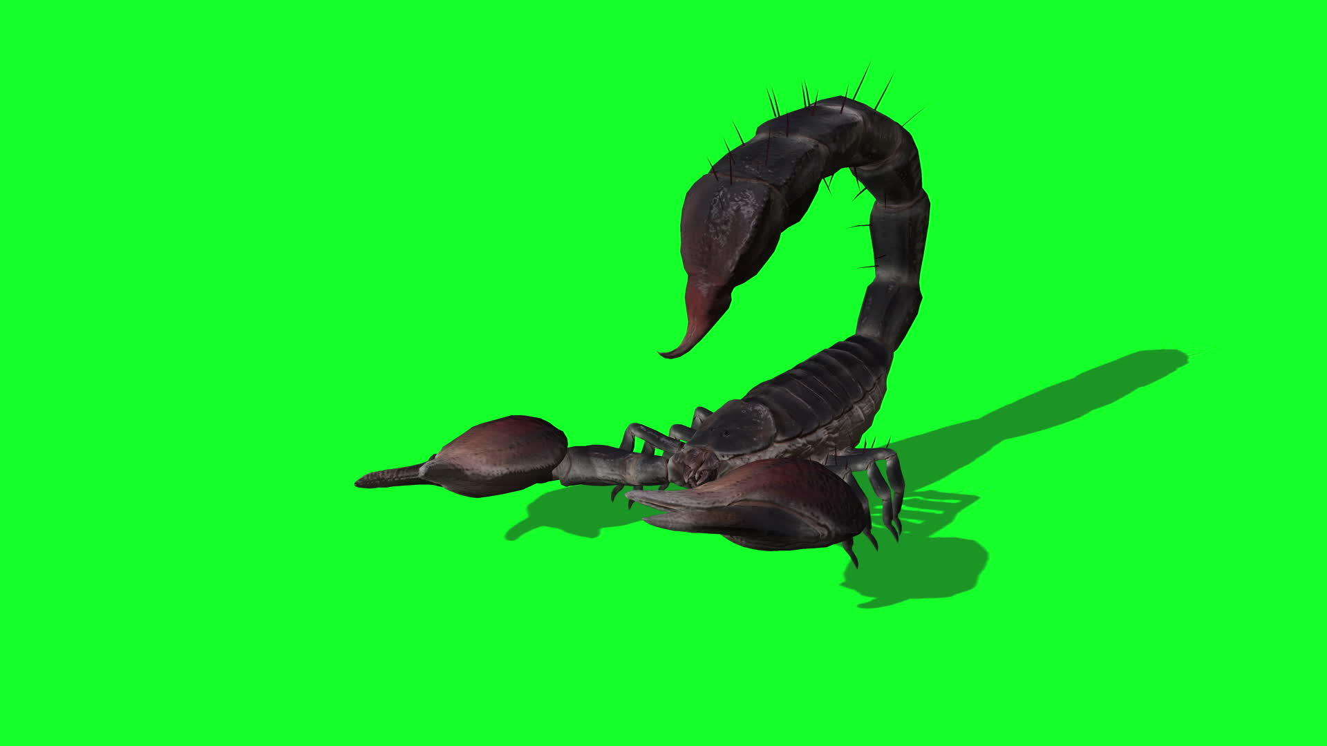 森林蝎子视频的预览图