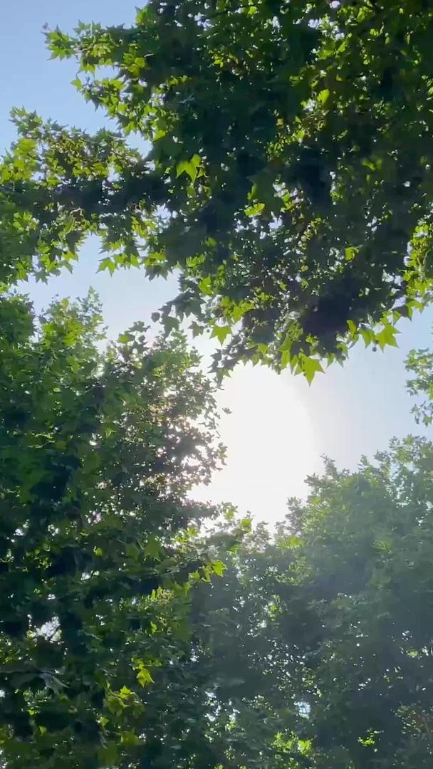 实拍夏日烈日透过树叶照射视频的预览图