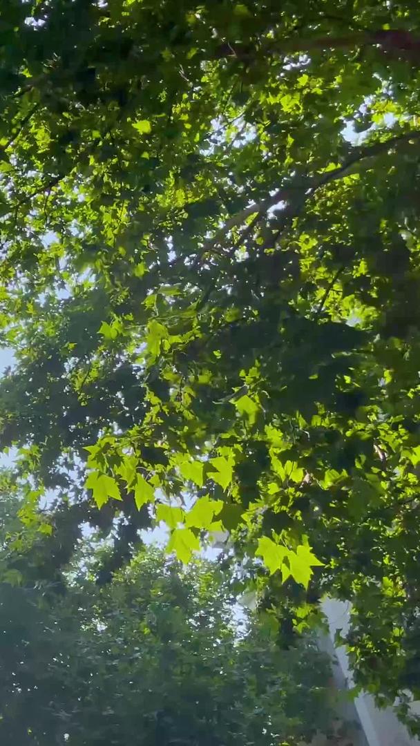 实拍夏日烈日透过树叶照射视频的预览图