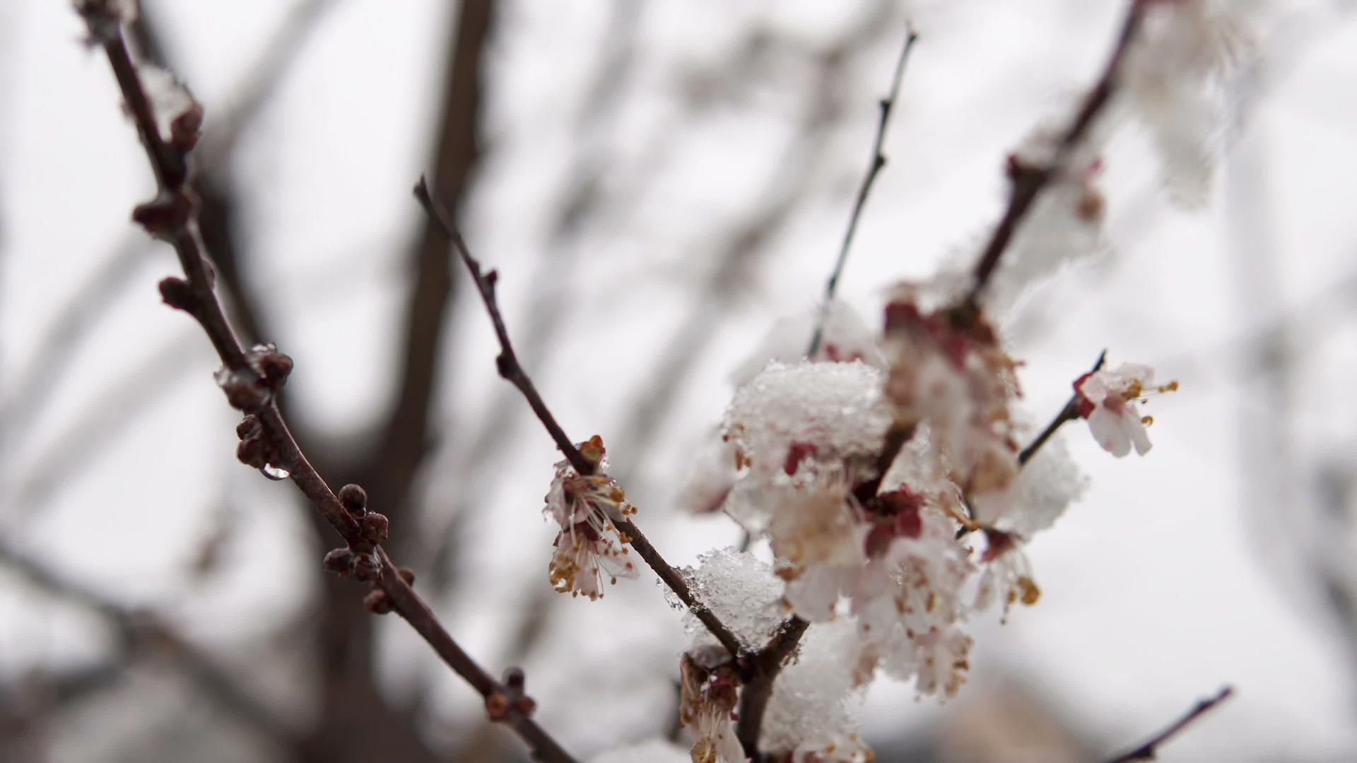 树枝盛开春雪覆盖着春雪视频的预览图