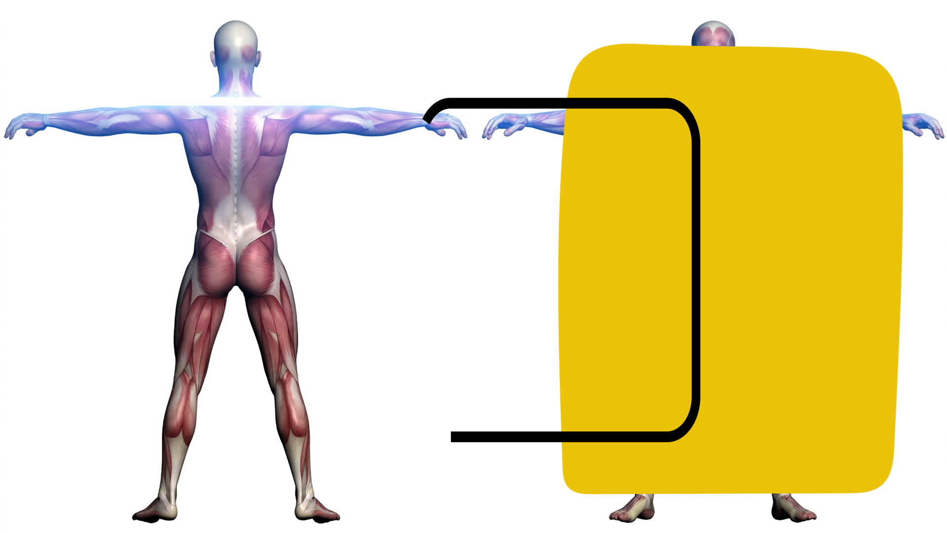 在人体解剖学背景视频中以最低限度的艺术运动风格绘制黄色视频的预览图