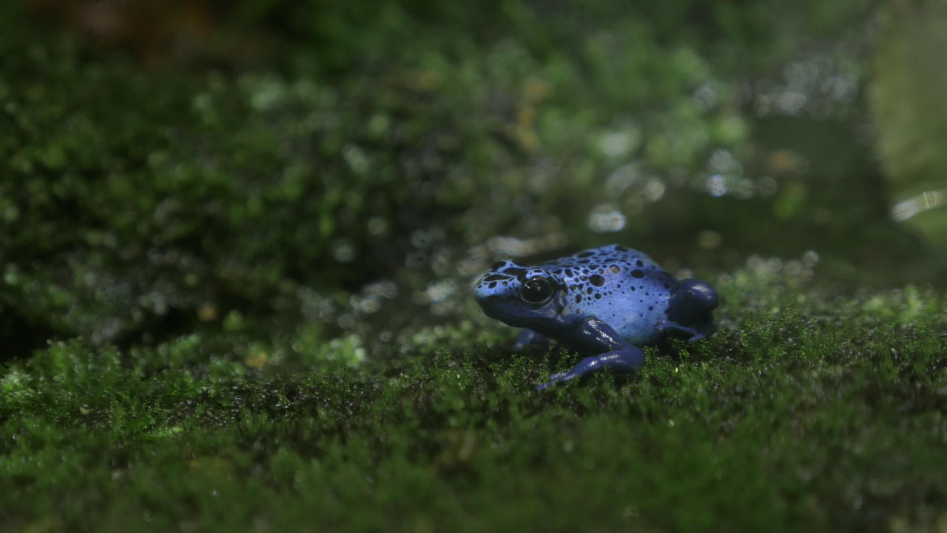 蓝色毒箭青蛙视频的预览图