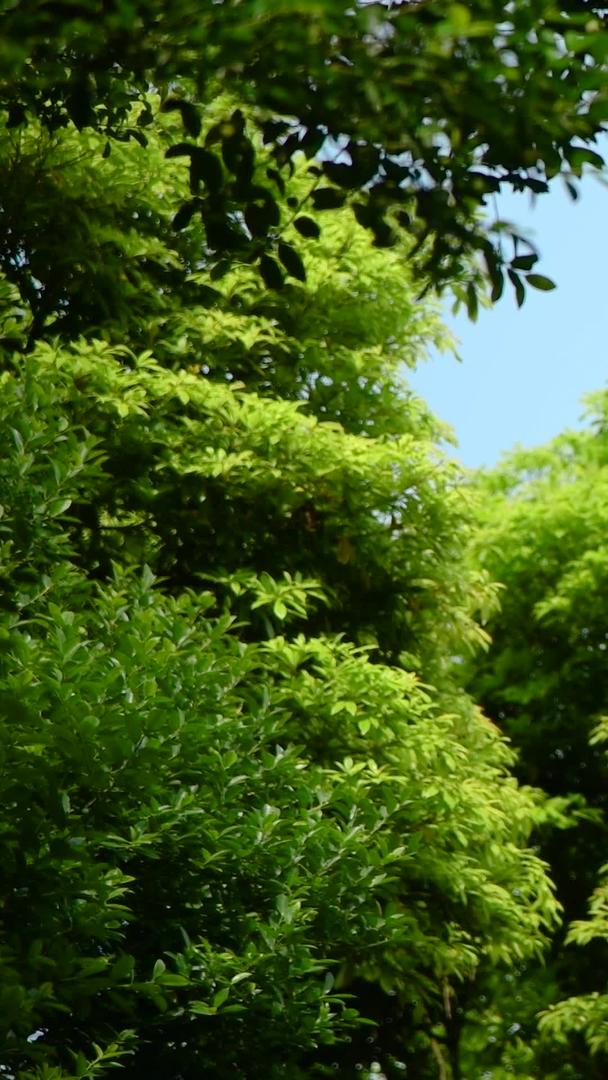 毛棉杜鹃花在深圳梧桐山盛开视频的预览图