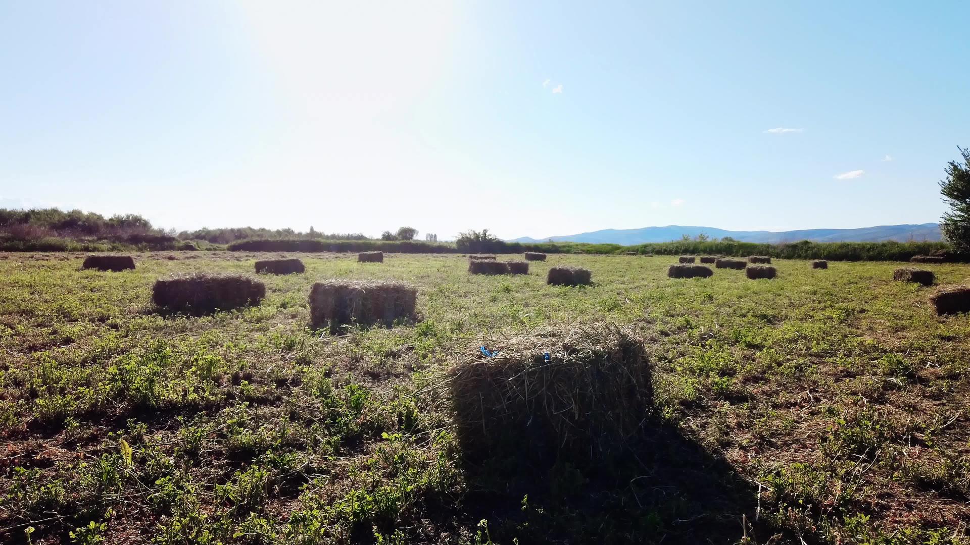 农村自然自然地在草原上收获小麦后留下的干草和稻草视频的预览图