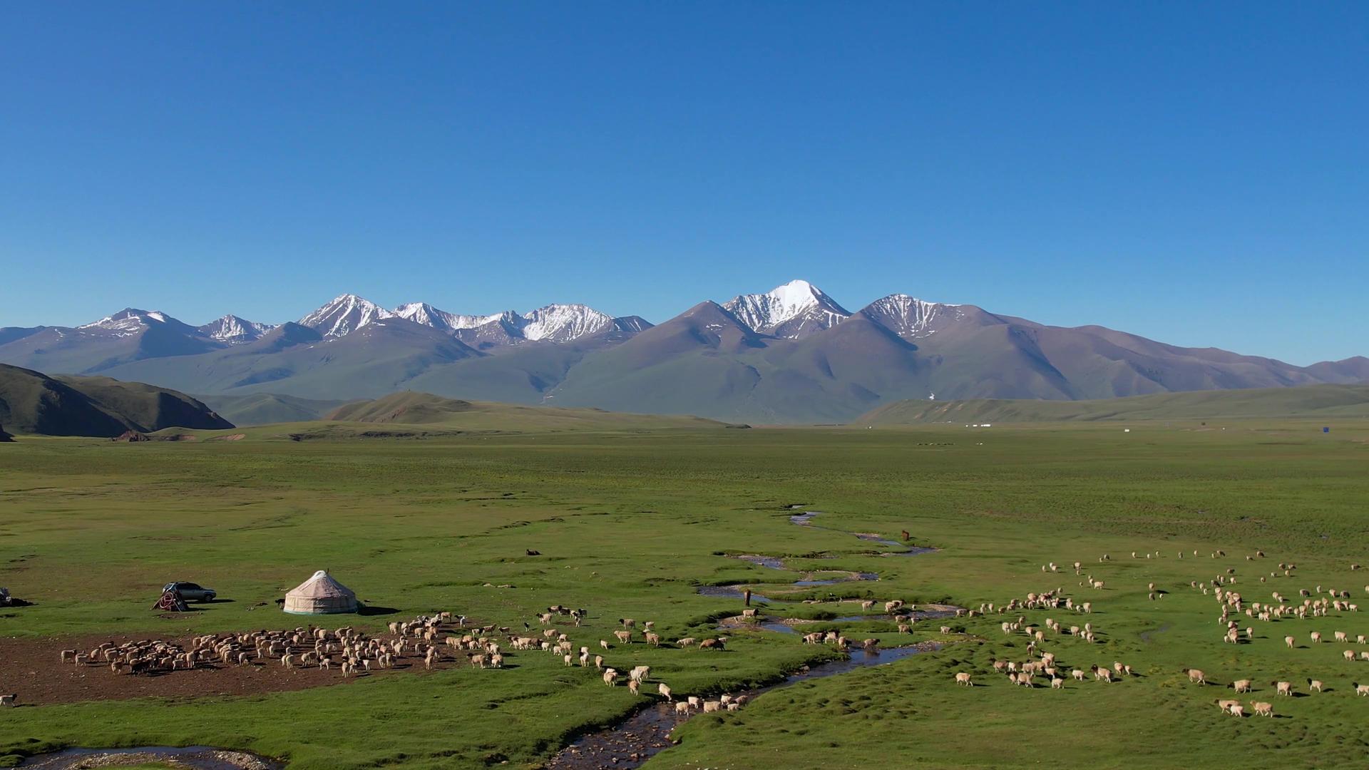 航拍伊犁草原上壮观的羊群放牧视频视频的预览图