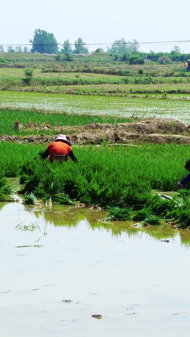 农民工种植水稻农业稻田水稻田水稻视频的预览图