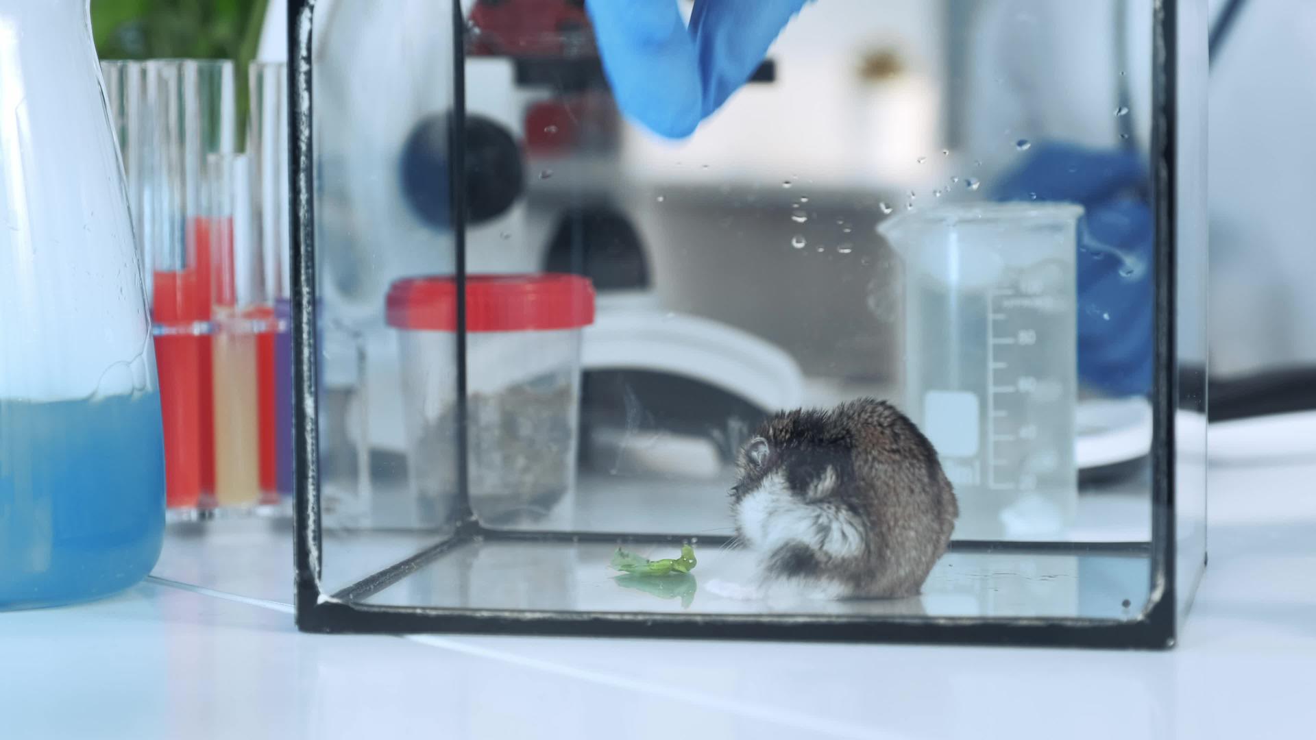 科学家在化学实验室给仓鼠一片植物叶子视频的预览图