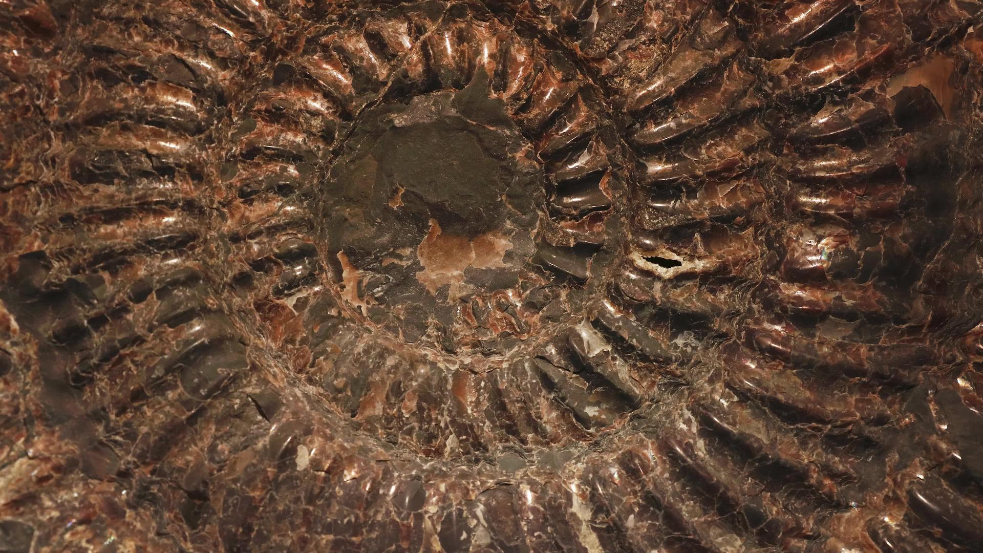亚米诺石化石罐壳视频的预览图