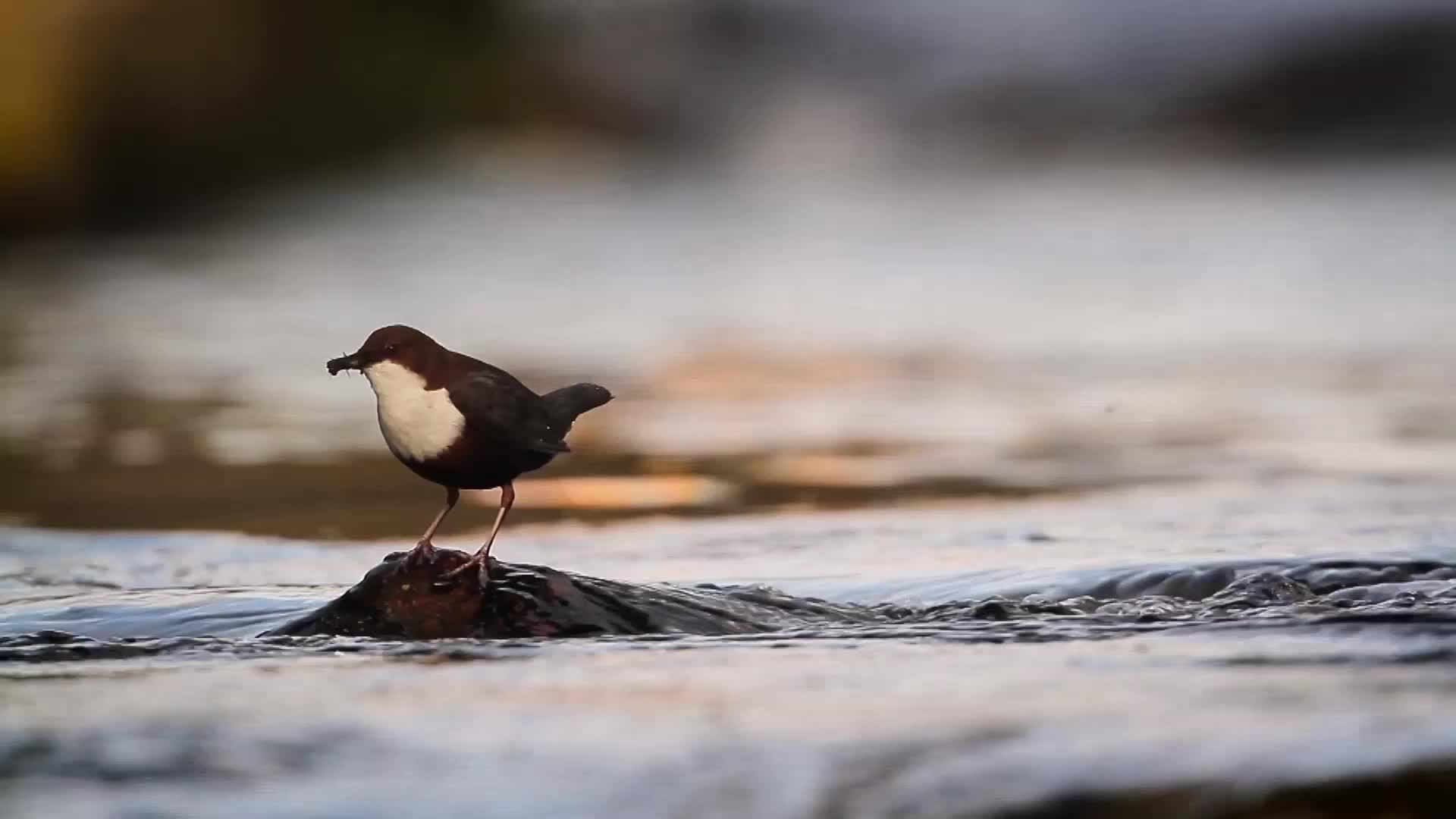 水上的鸟视频的预览图
