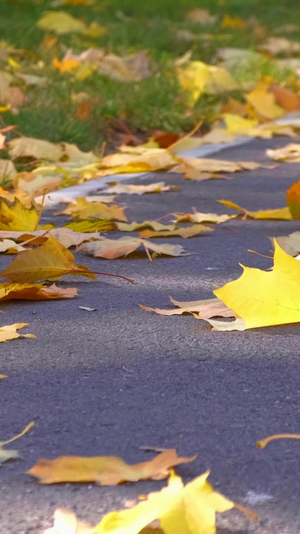 秋季落叶路边落叶视频的预览图