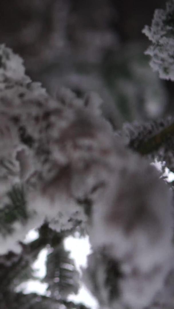 雪松针叶林特写雾凇雪景视频的预览图