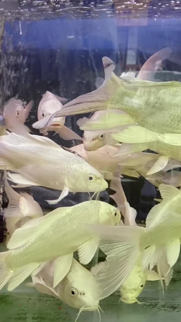 白金鱼的实拍视频的预览图