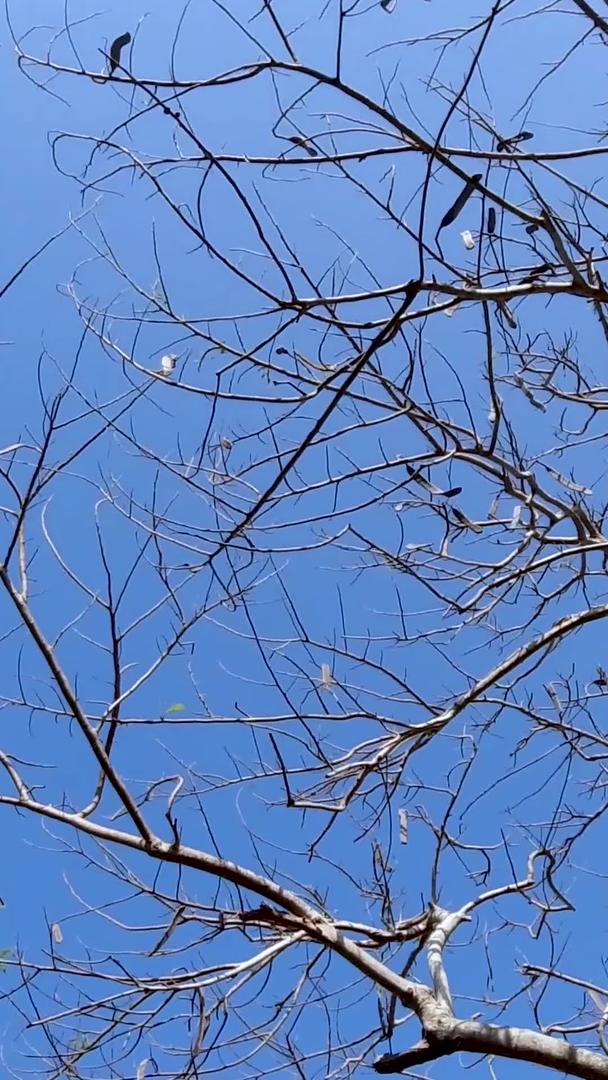 户外蓝天下的树枝实拍视频视频的预览图