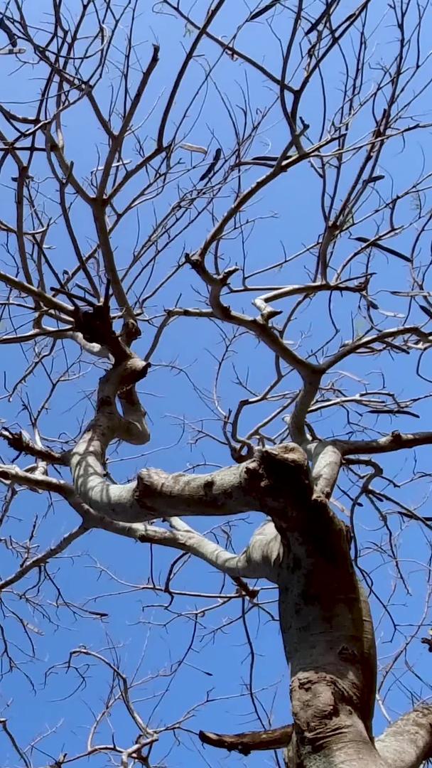 户外蓝天下的树枝实拍视频视频的预览图