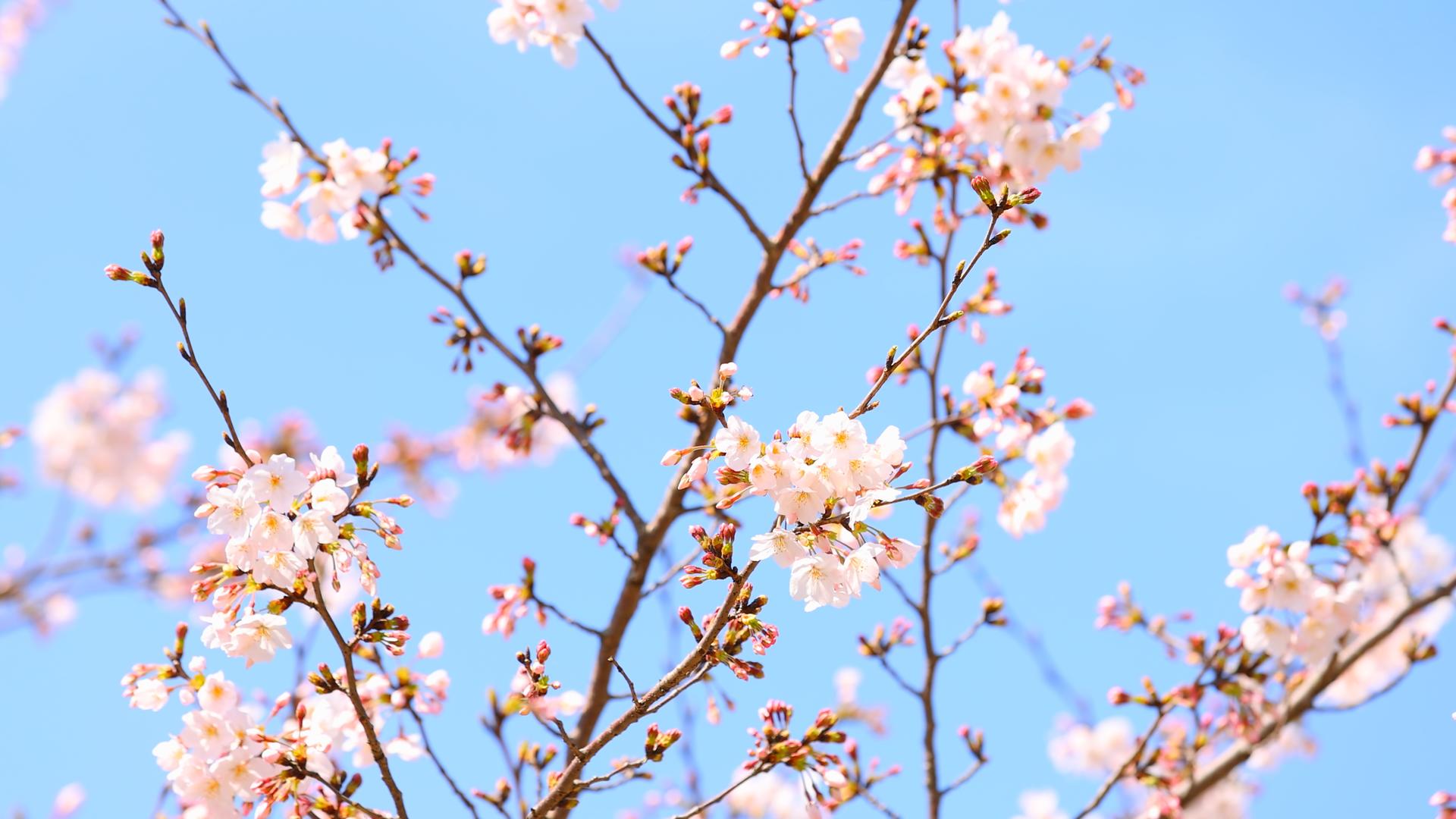 春天樱花盛开视频的预览图