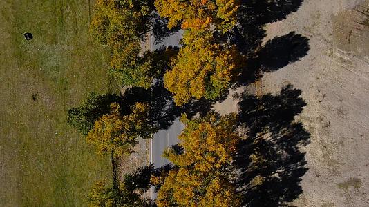 俯拍秋季金色白杨树公路航拍视频视频的预览图