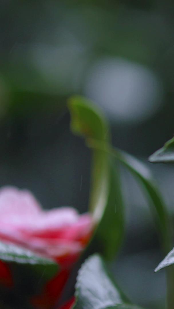 多角度拍摄山茶花卉特写镜头素材视频的预览图