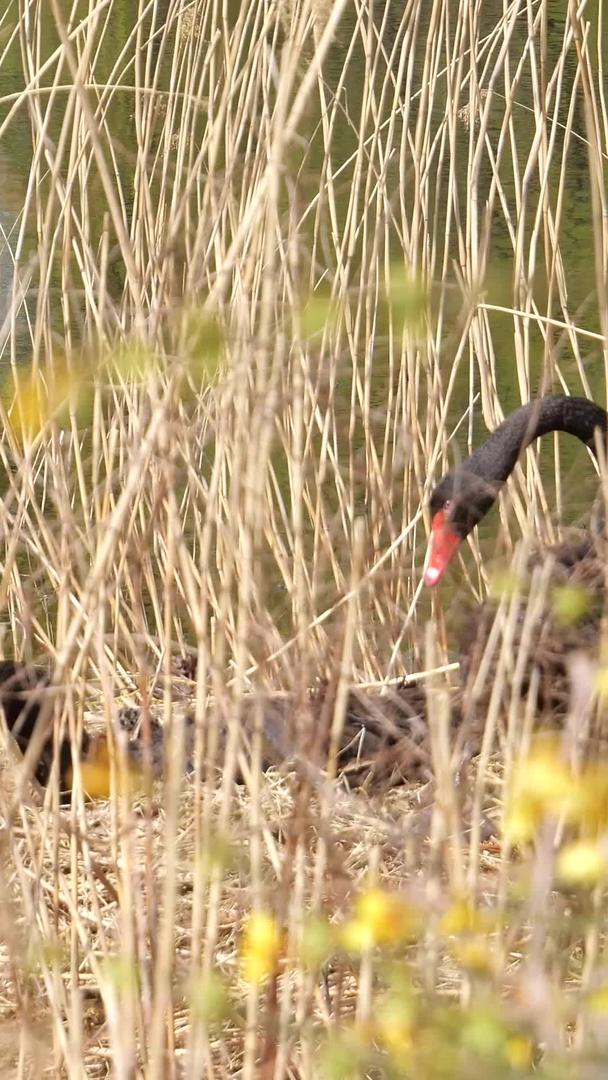 黑天鹅在芦苇荡中视频的预览图