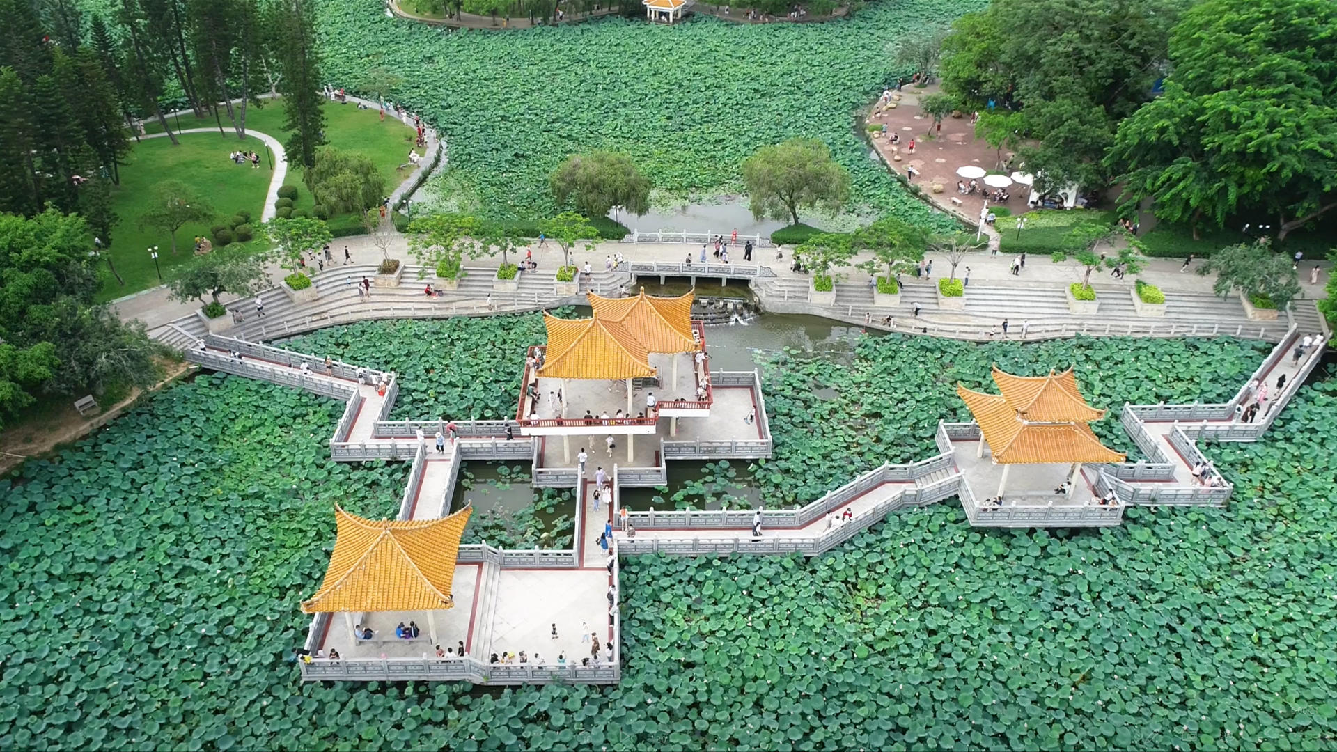 4K深圳洪湖公园的荷花荷叶视频的预览图
