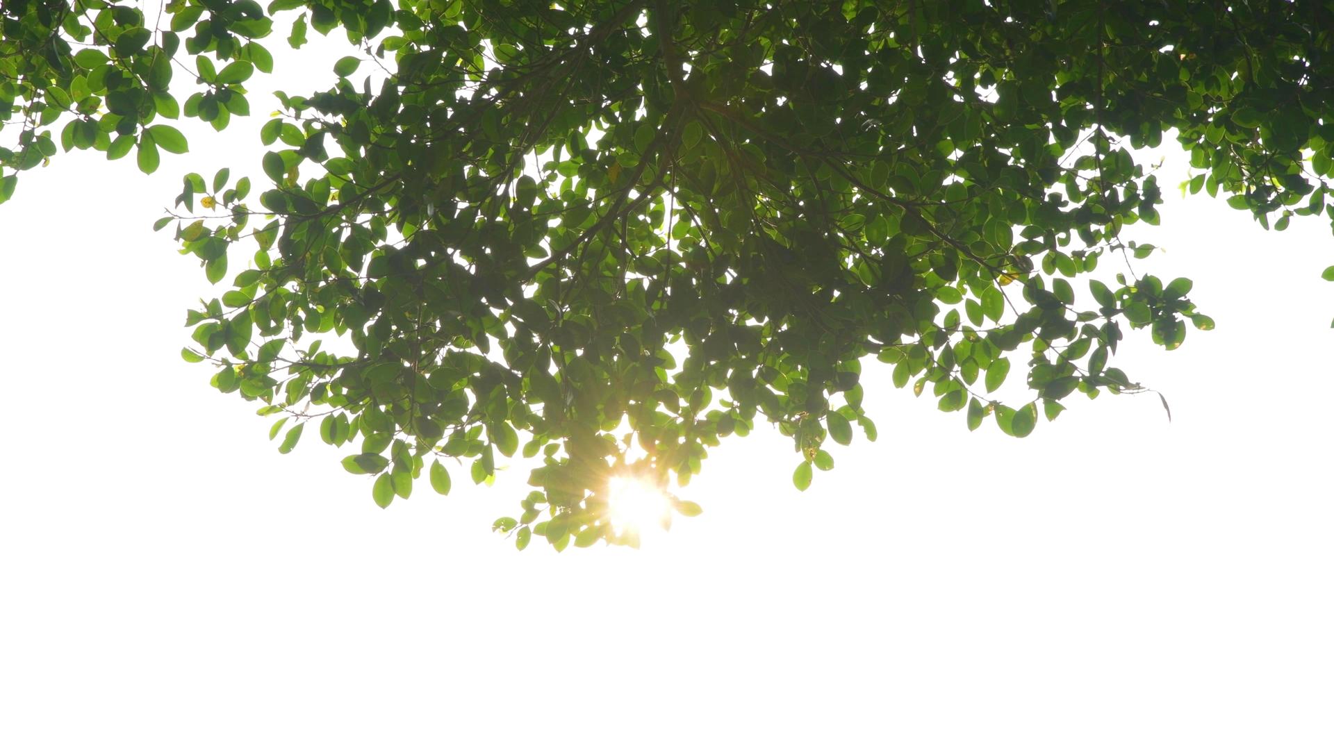 阳光穿过树叶4K视频的预览图