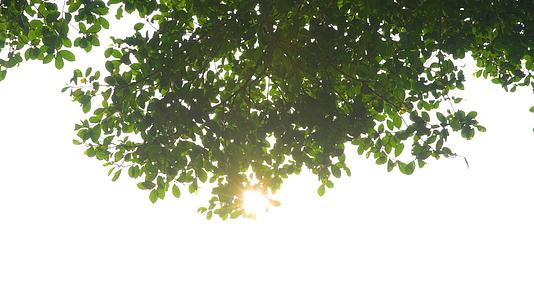阳光穿过树叶4K视频的预览图