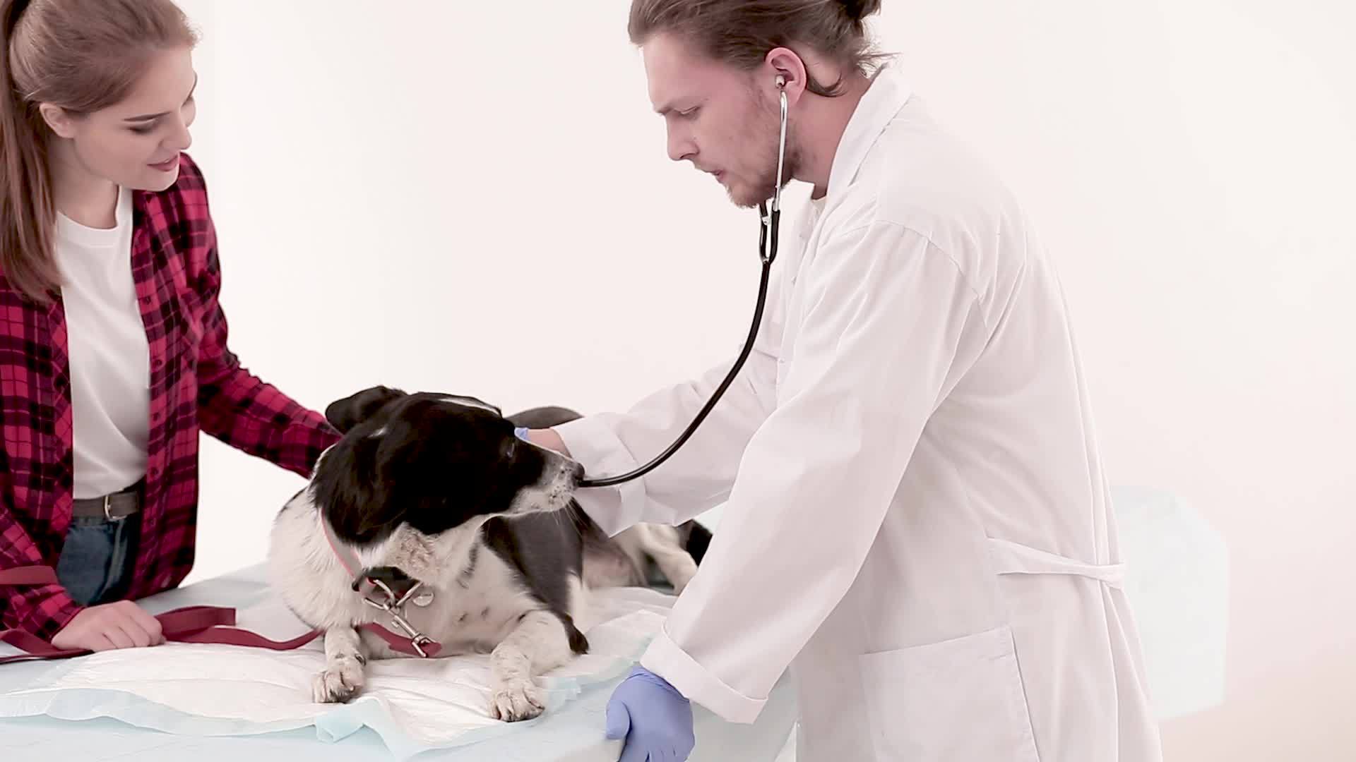 兽医检查犬视频的预览图