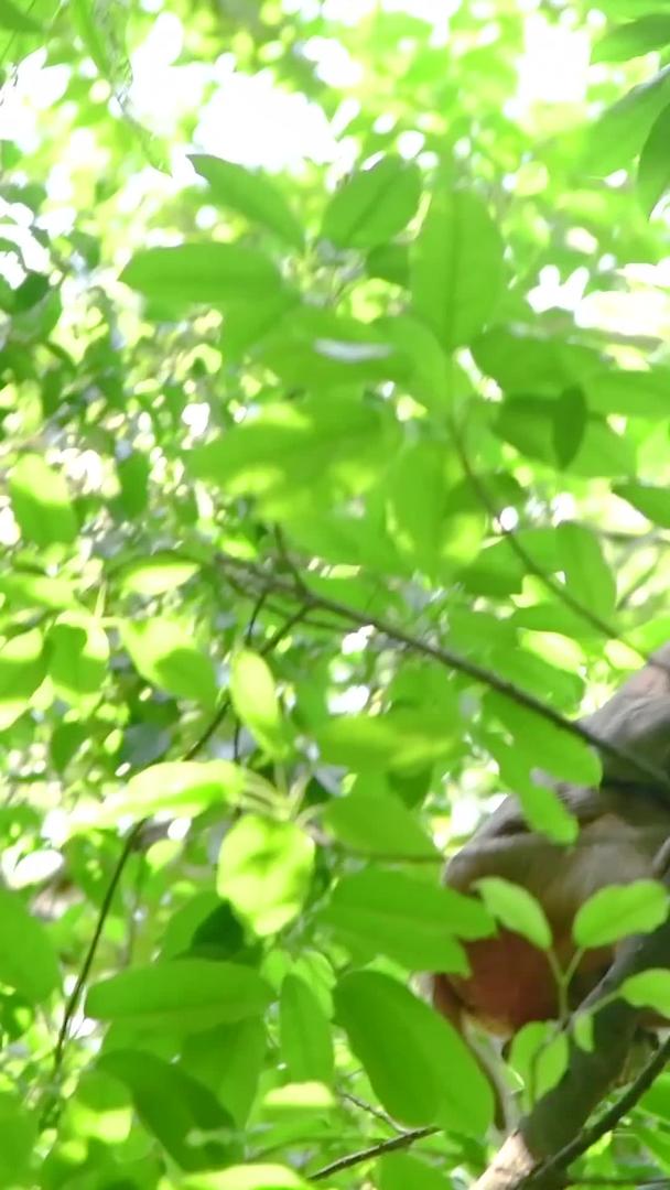 三亚鹿回头景区猴子视频的预览图