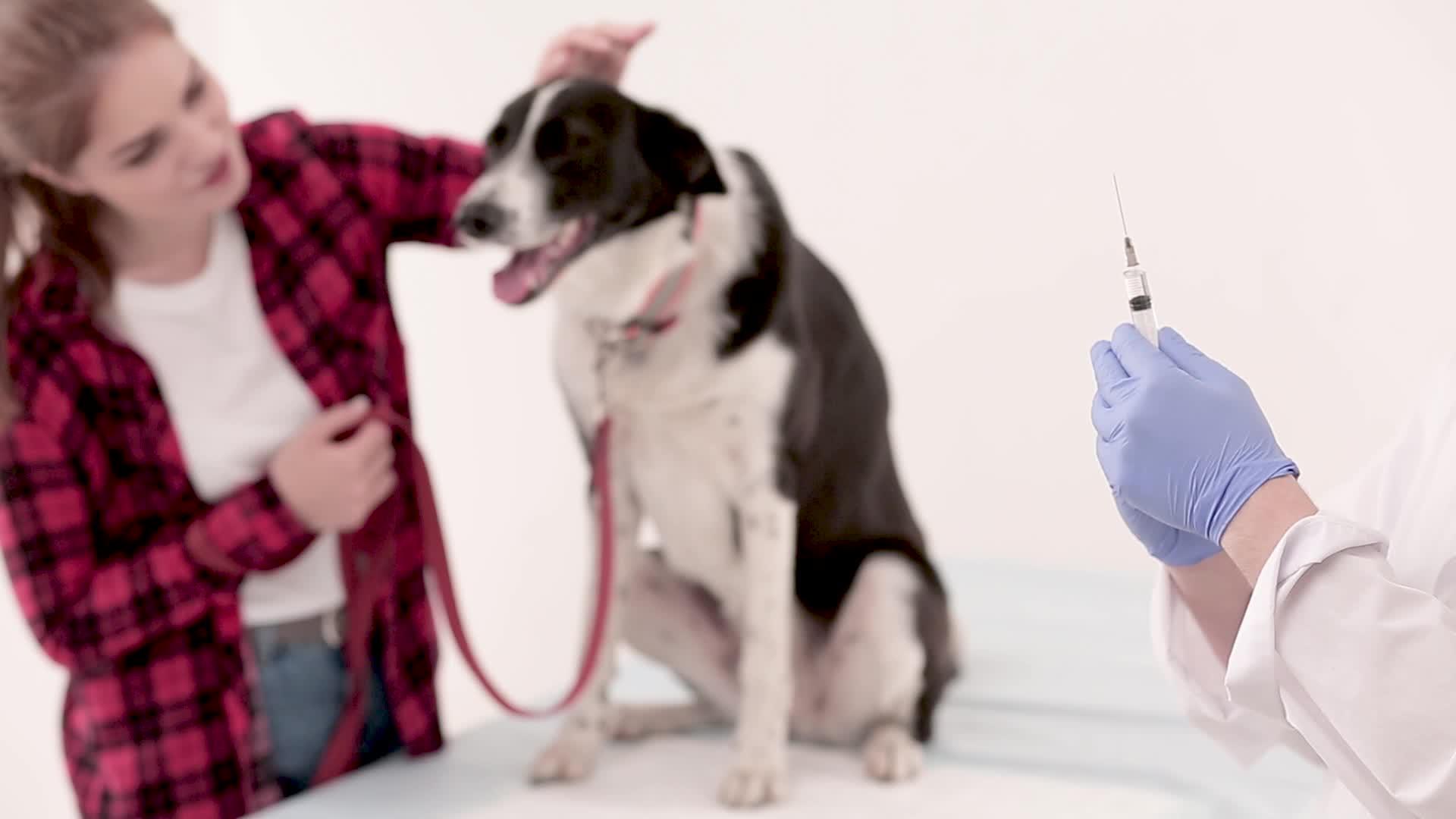 注射狗的兽医药物视频的预览图
