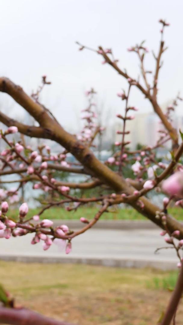 樱花在青岛麦岛雨中绽放视频的预览图