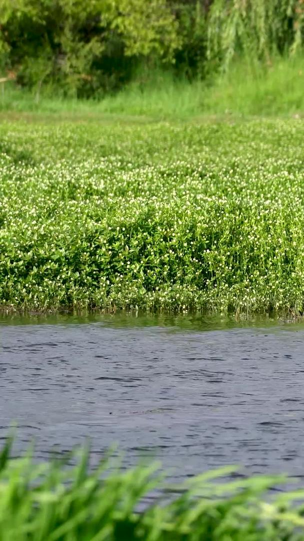 大理洱海边的白鹭实拍视频的预览图