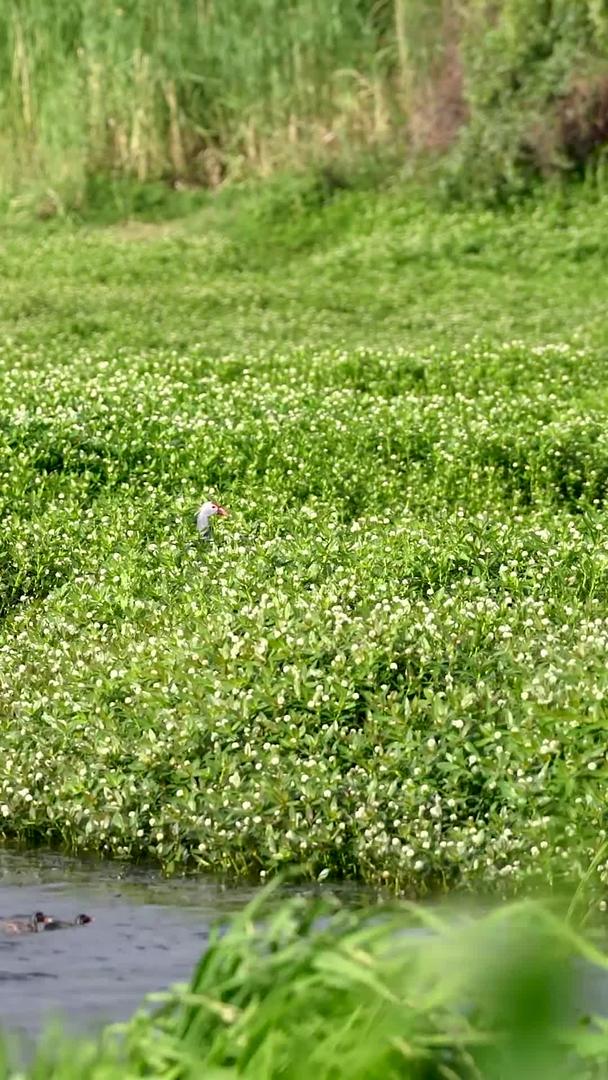 大理洱海边的白鹭实拍视频的预览图