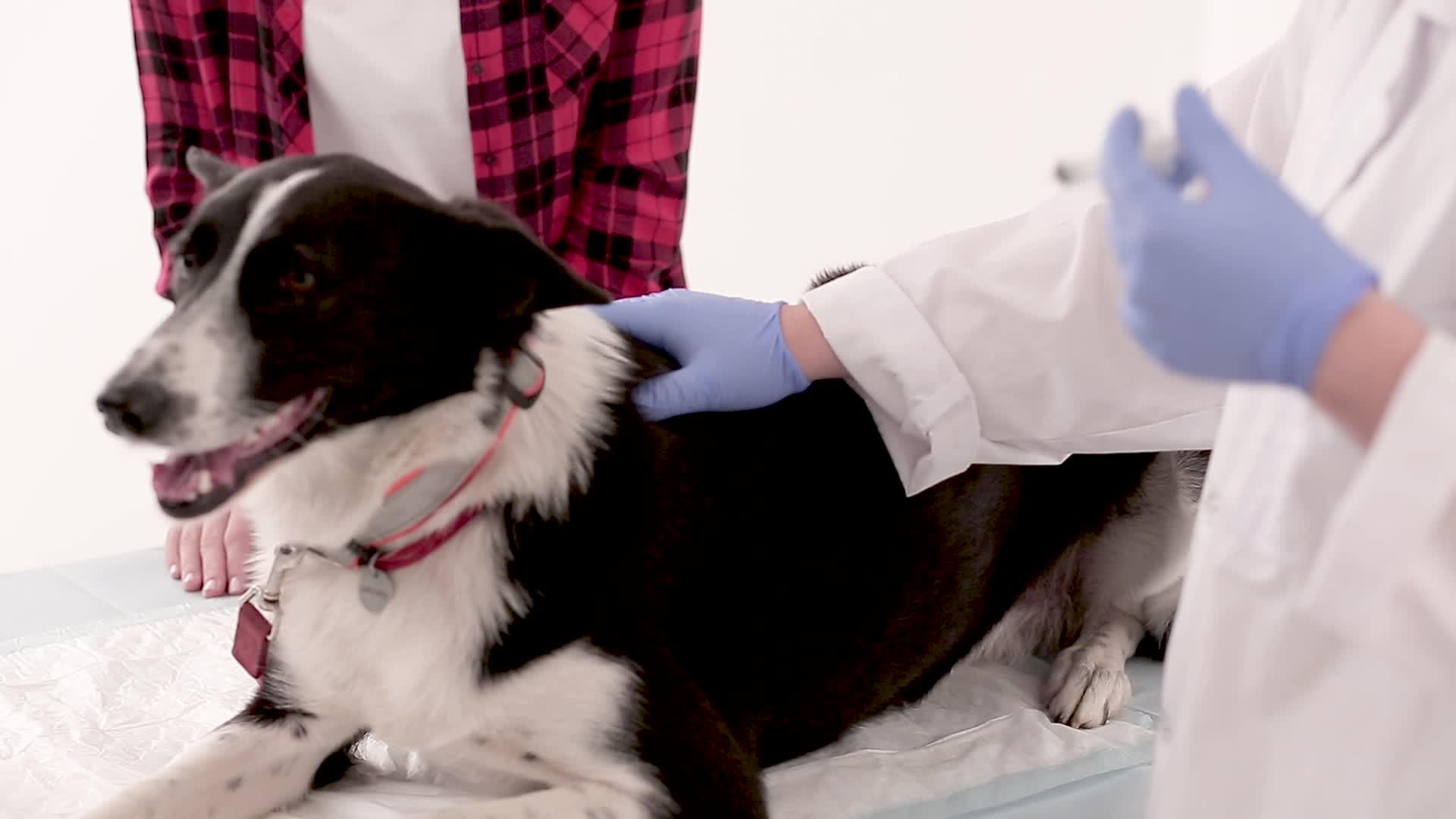 注射狗的兽医药物视频的预览图