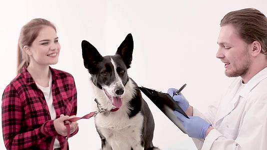 兽医在狗医用卡上写工作笔记视频的预览图