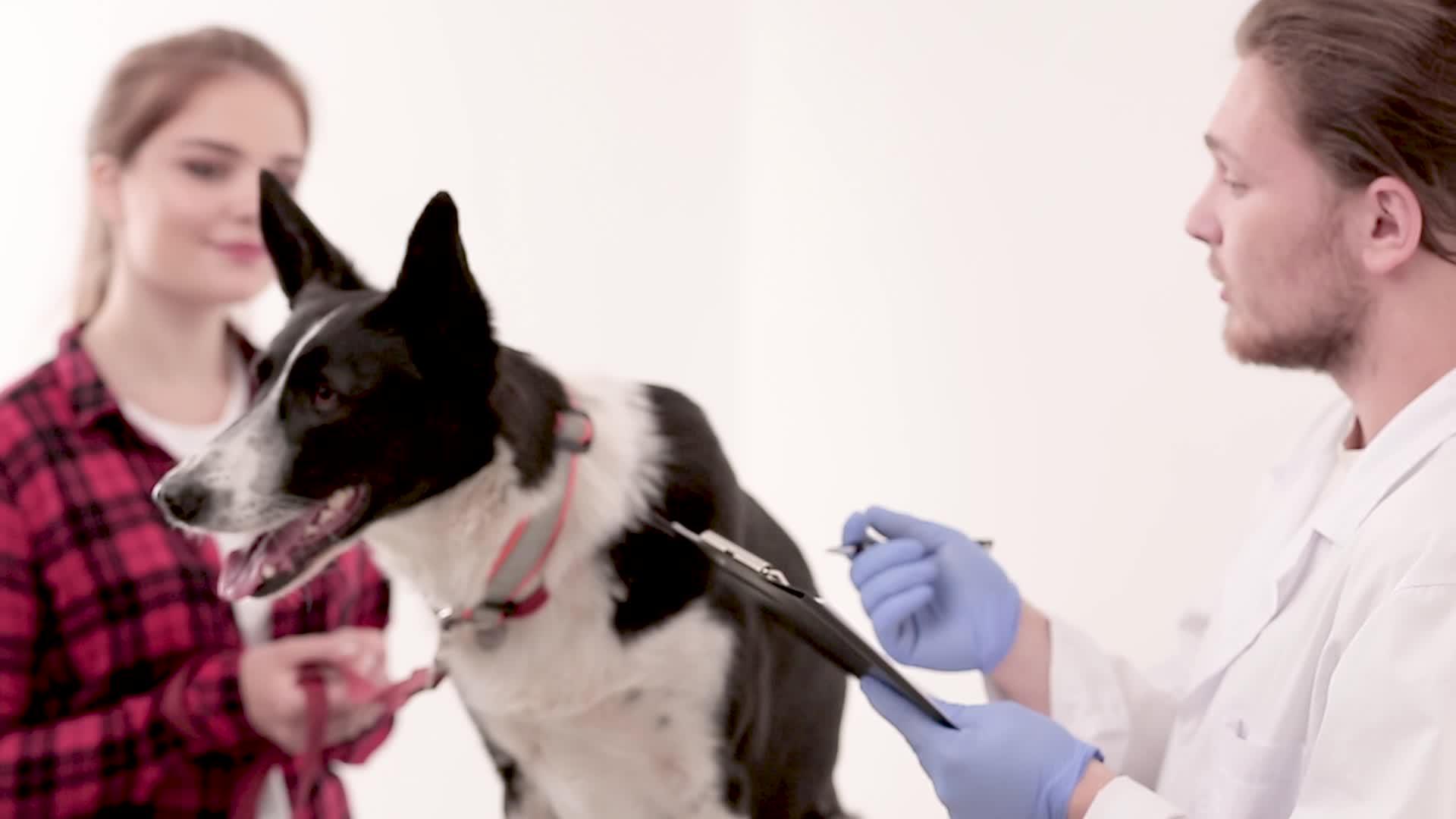兽医在狗医用卡上做笔记视频的预览图