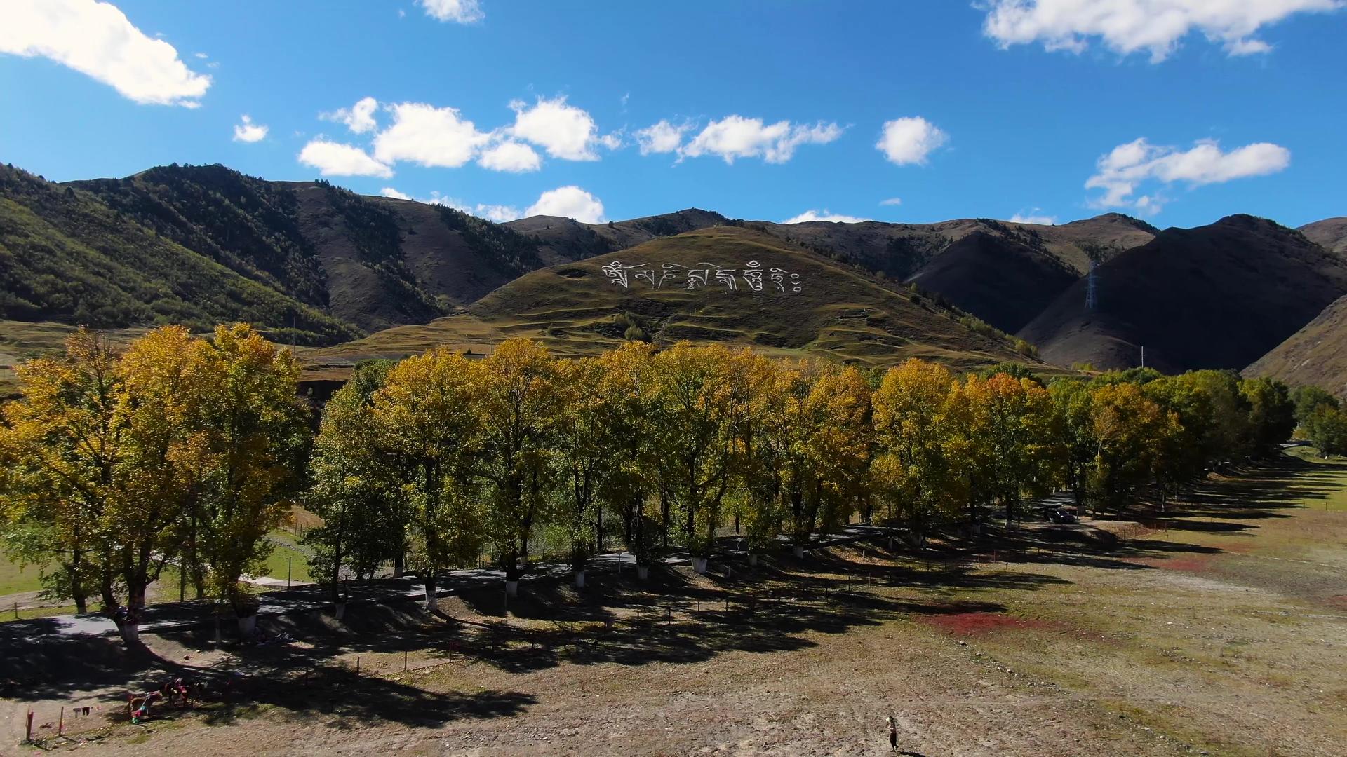 航拍秋季川西高原金色的白杨树视频的预览图