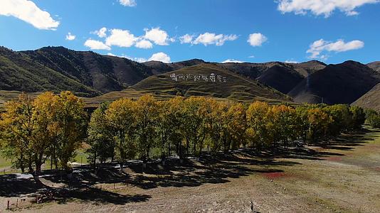 航拍秋季川西高原金色的白杨树视频的预览图