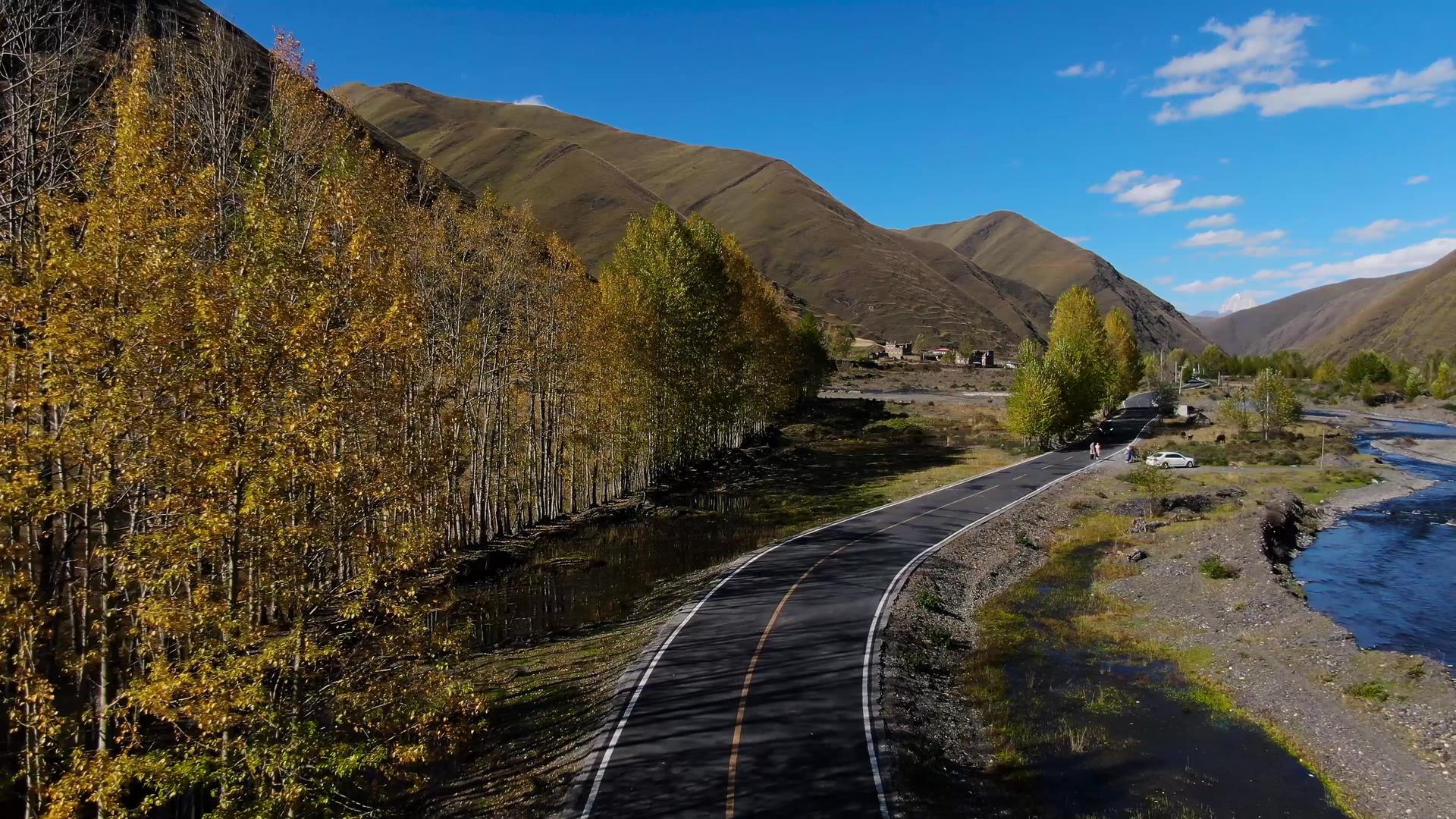 航拍秋季金色白杨树与蜿蜒的公路视频视频的预览图