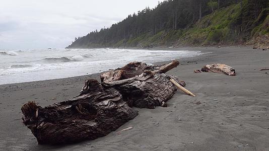 太平洋海岸海滩宽阔有树干视频的预览图