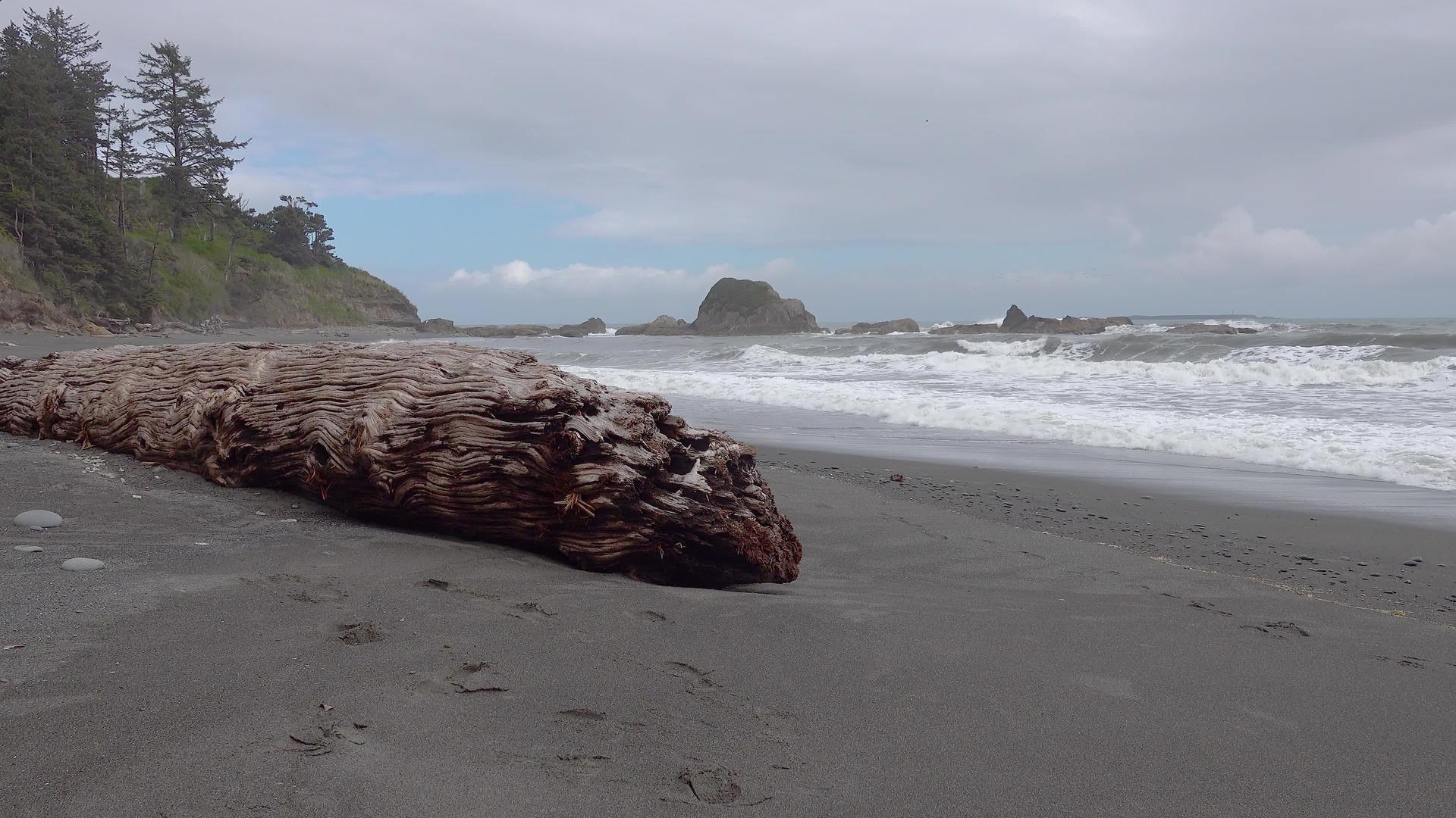 太平洋海岸海滩宽阔有树干、沙子和黑色奥林匹亚国家公园视频的预览图