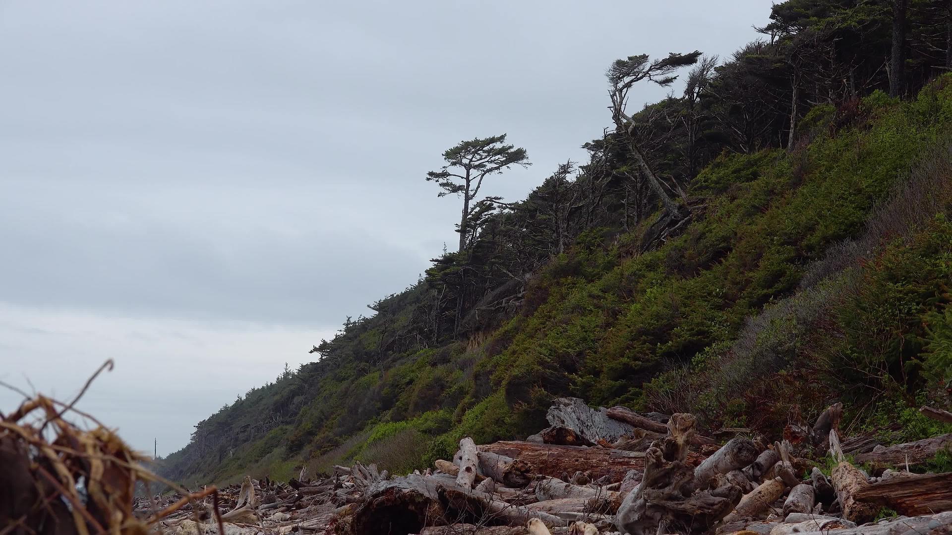 太平洋海岸海滩宽阔有树干、沙子和黑色奥林匹亚国家公园视频的预览图