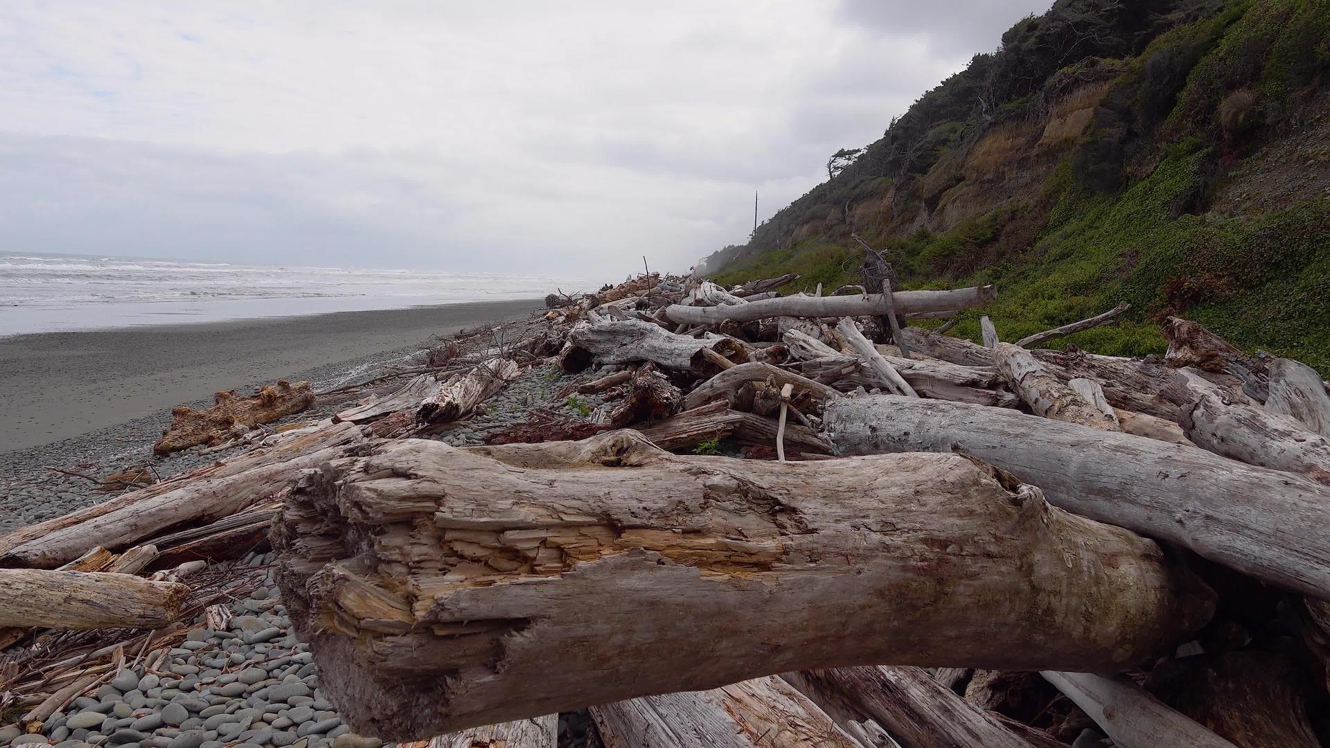 太平洋海岸的海滩有宽阔的树干视频的预览图