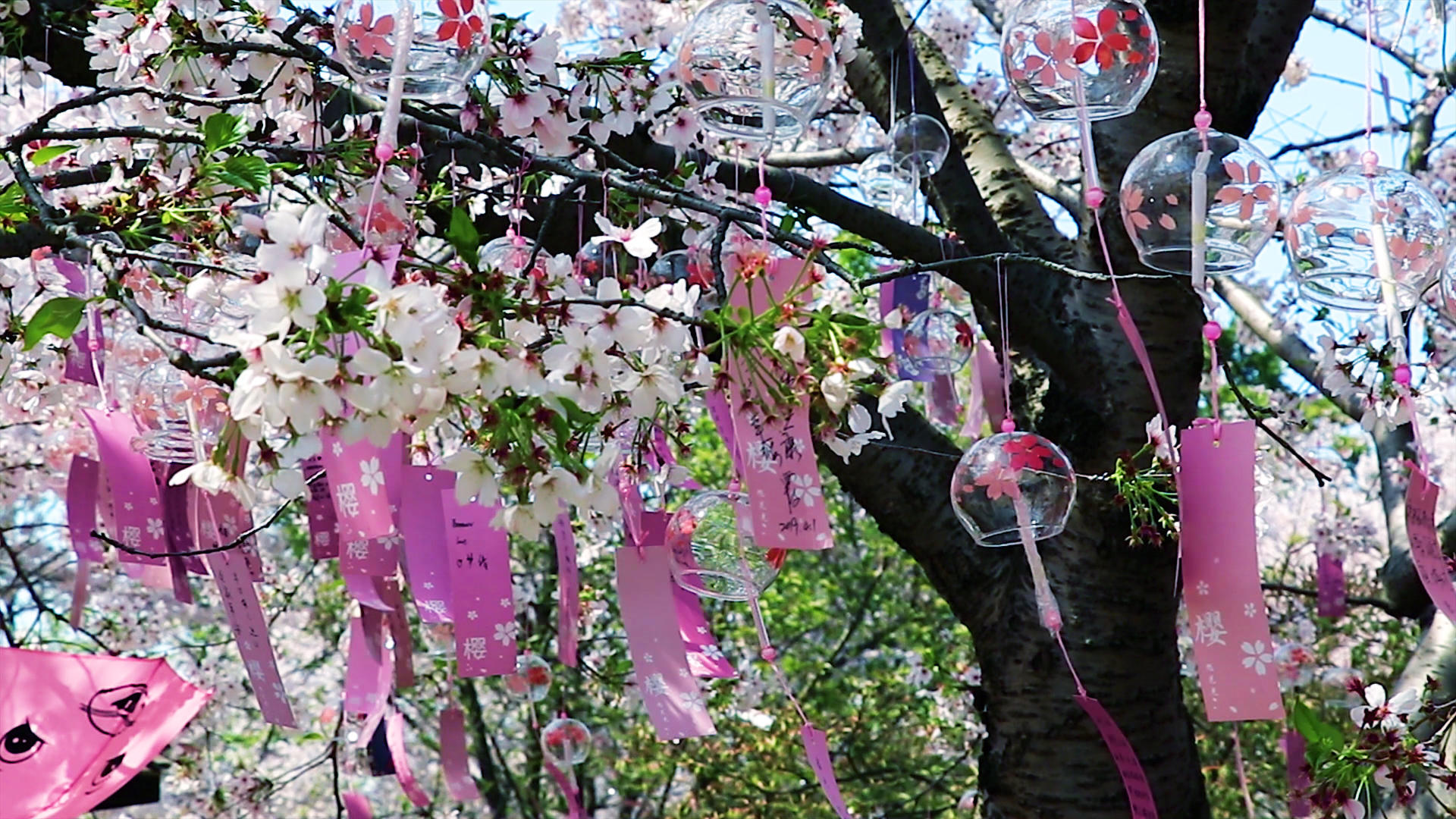 樱花树下的风铃视频的预览图