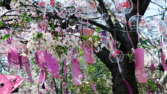 樱花树下的风铃视频的预览图